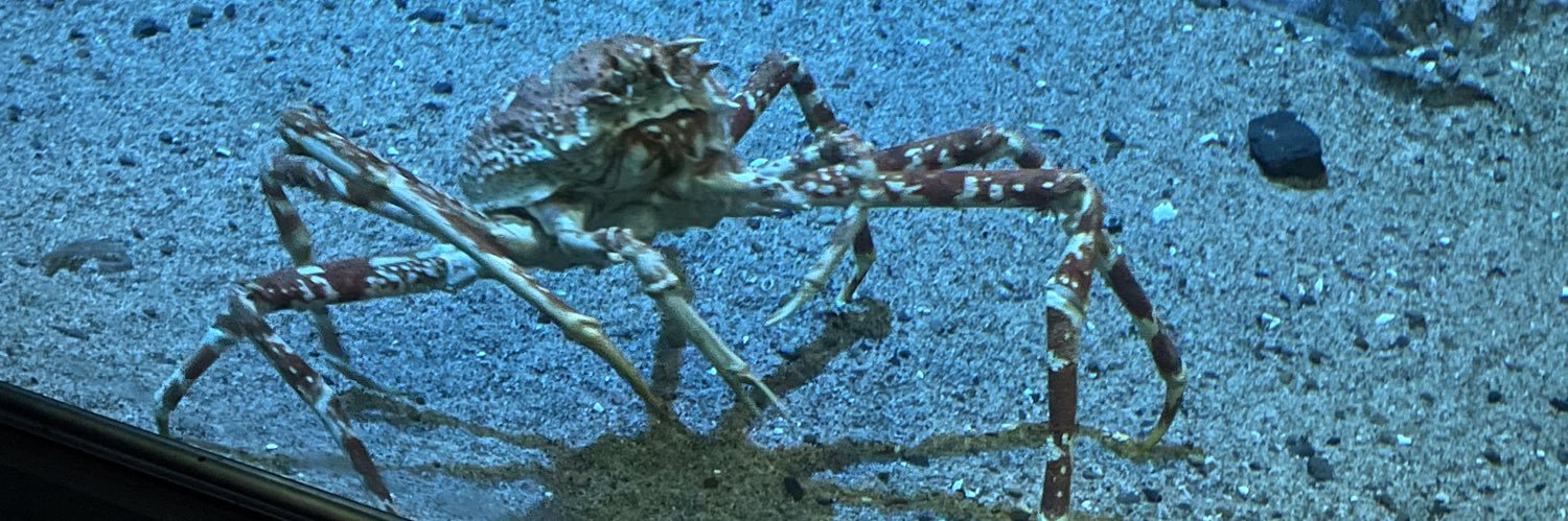 マグヌスおおたき banner