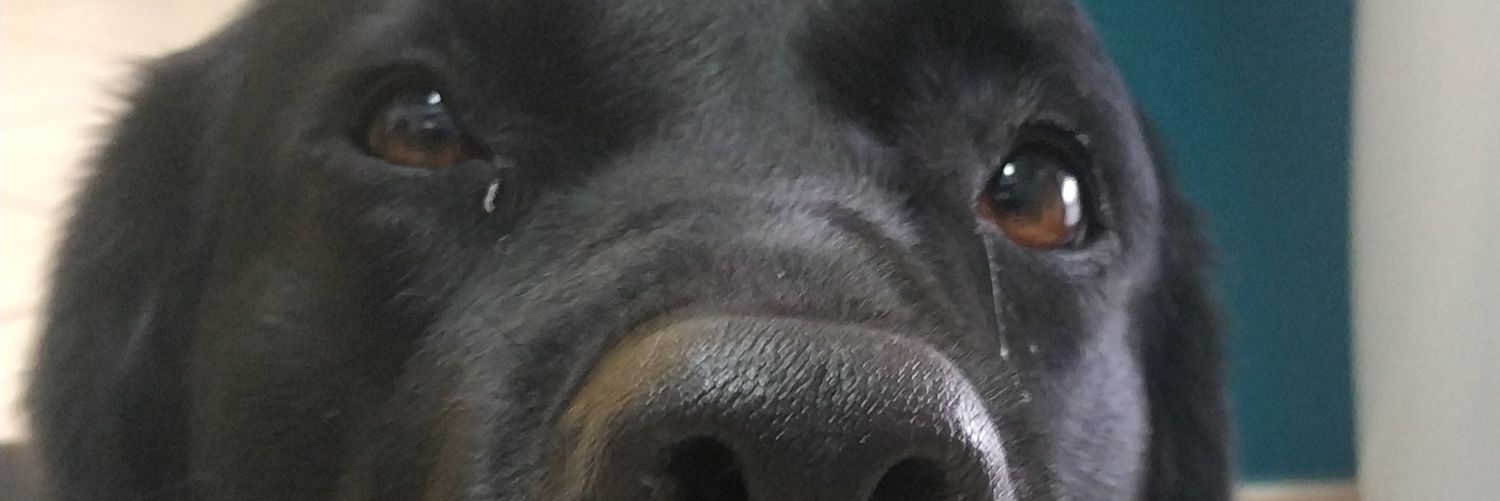 ilfuretto's profile banner image