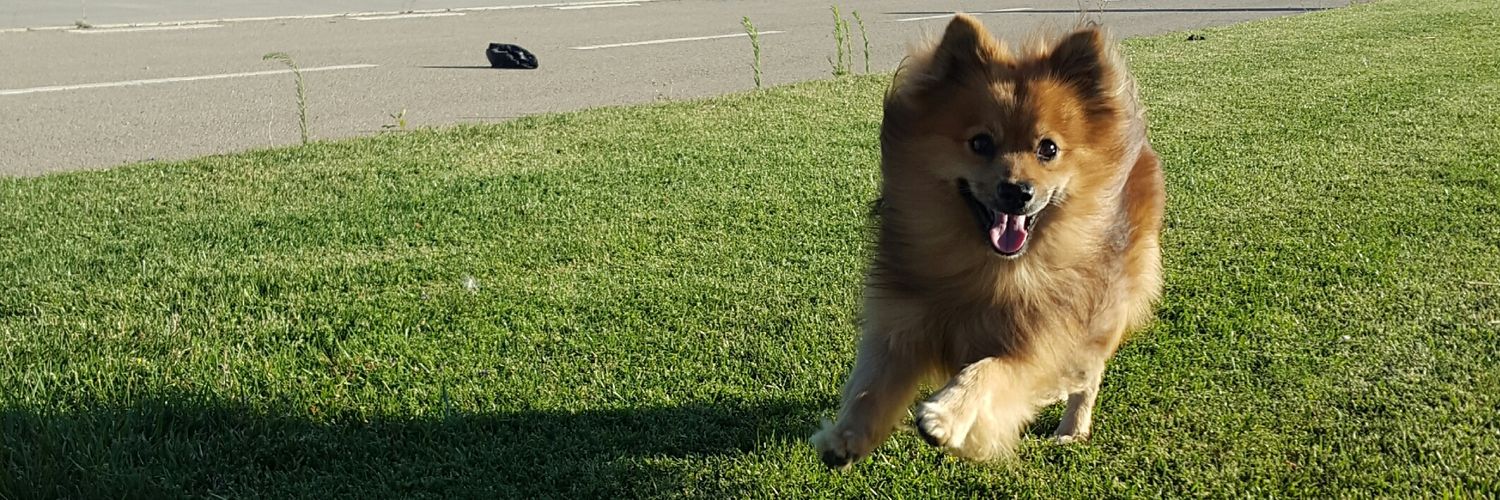 Noe Montoya Gómez banner