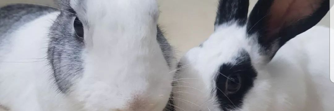 iVEELOG's profile banner image
