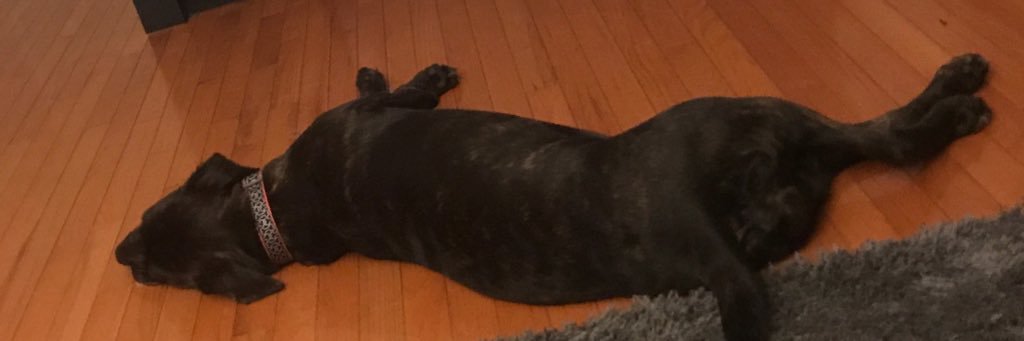 dogdad1988's profile banner image