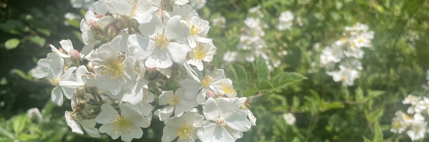 KierraODonnell's profile banner image