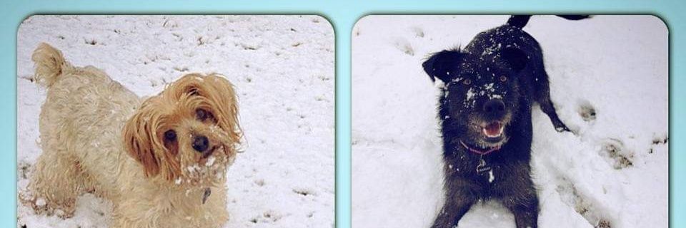 Conley Puryear banner