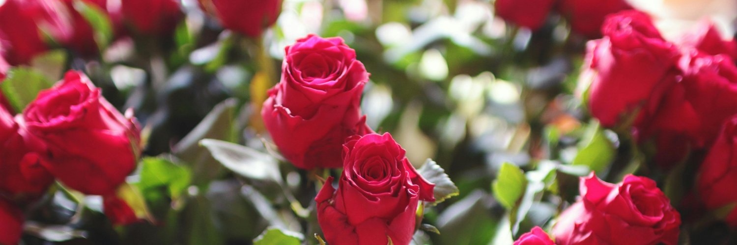 RoseLilyLady's profile banner image