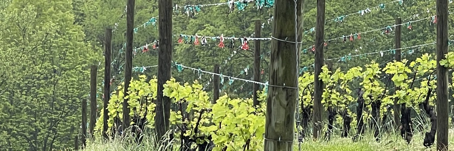 Kathy Wiedemann 🥂🍾 banner