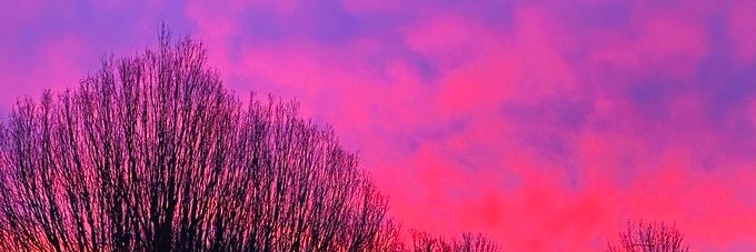 Dr Domini Bingham banner