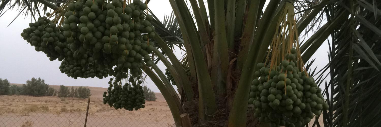 Abdulrahman Zaid عبدالرحمن زيد banner