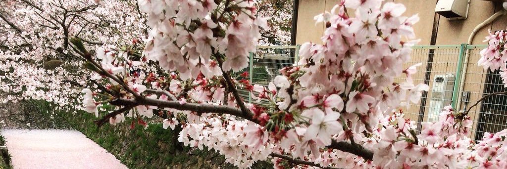 Littlebirdsuki's profile banner image