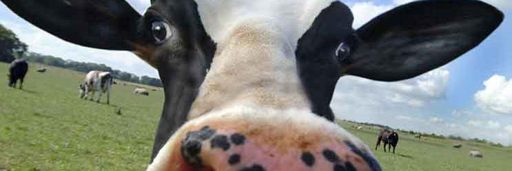 CalderDairy's profile banner image