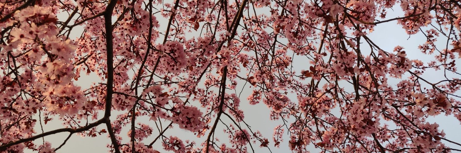 JohnnyLusardi's profile banner image