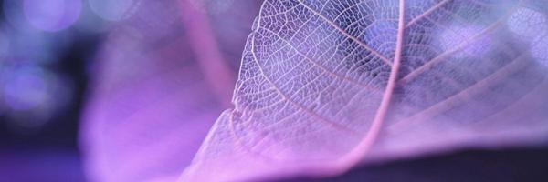 Syaramogot Profile Banner