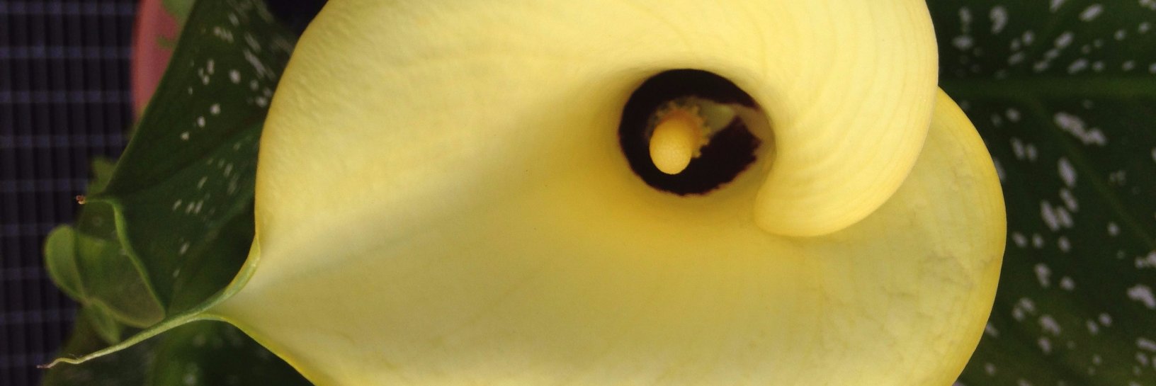 Rurtubi's profile banner image