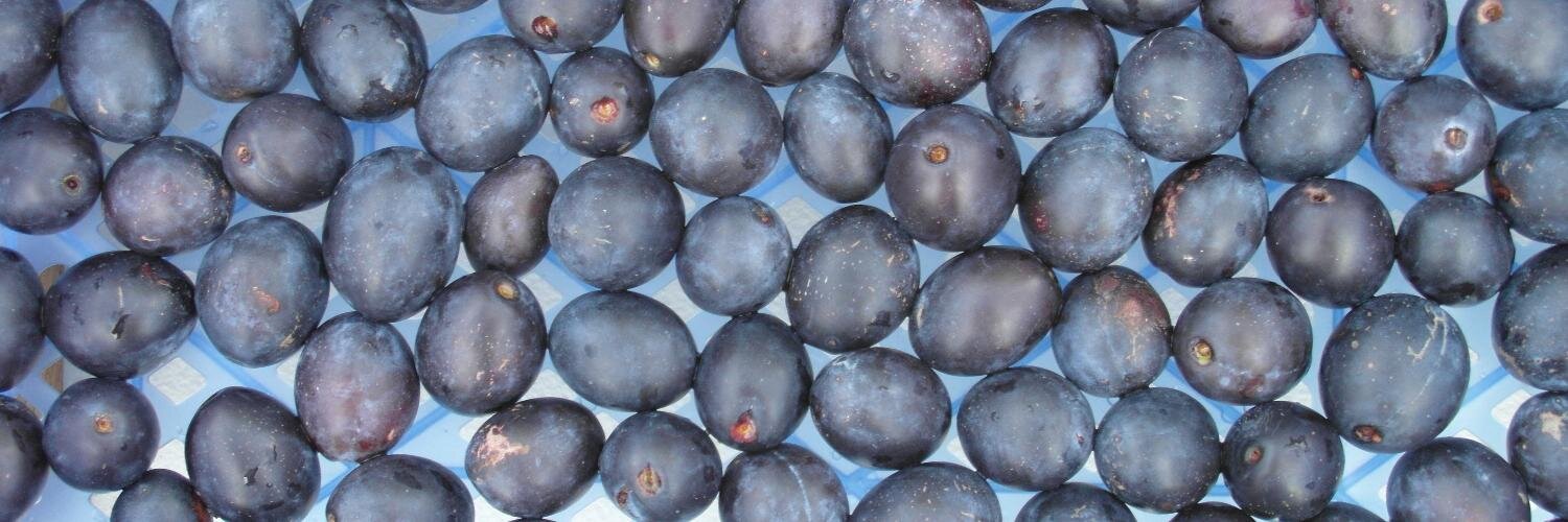 Damsonplums's profile banner image