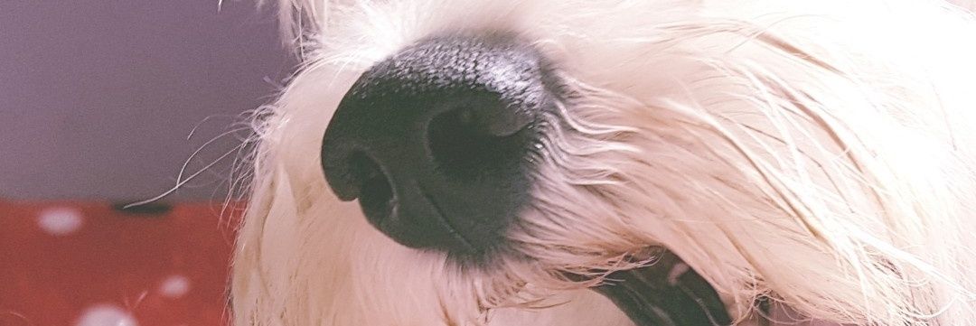 tatitapf's profile banner image