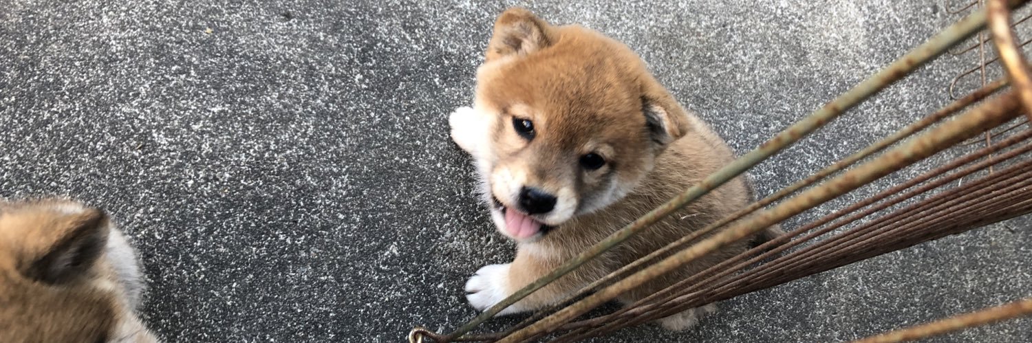 shibashimba's profile banner image