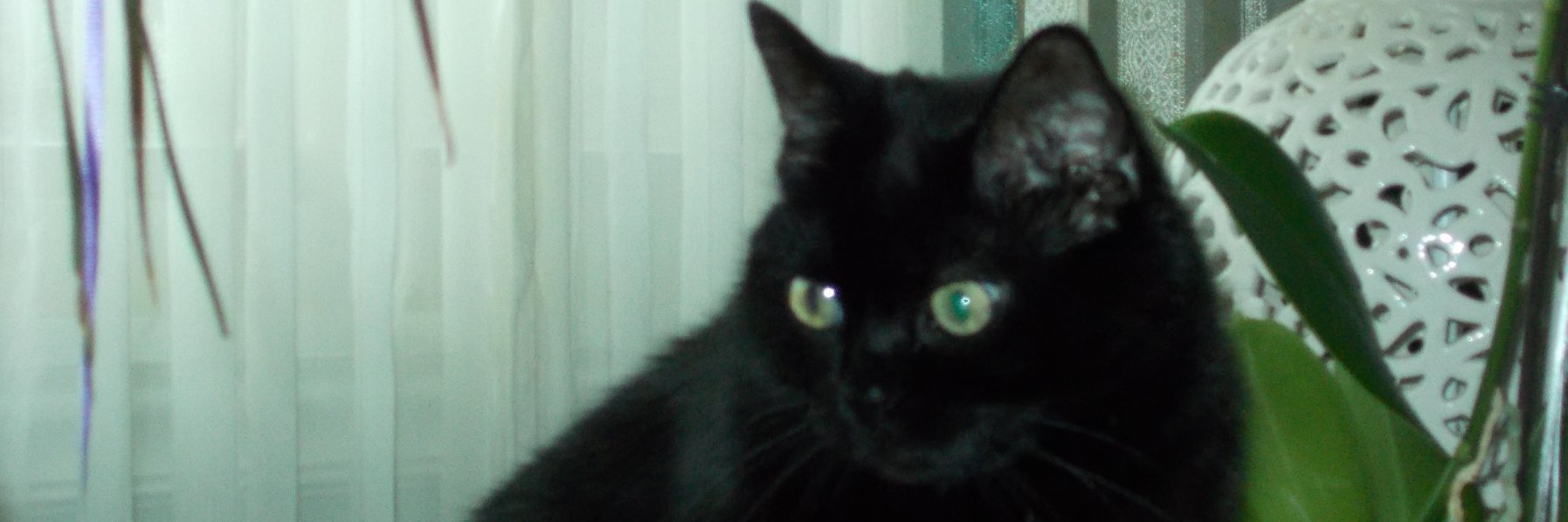 CatSage's profile banner image