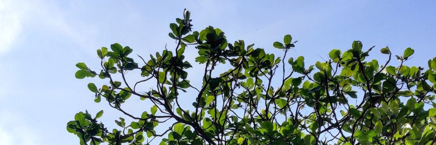 aceycurly's profile banner image