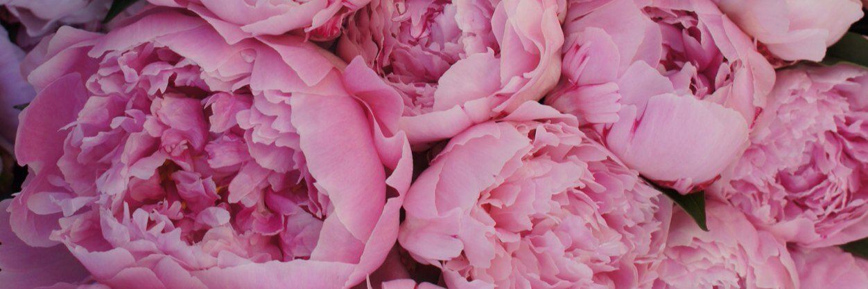 PAU_CANTU's profile banner image
