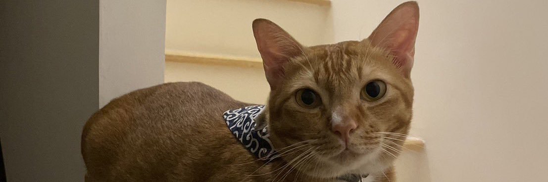 𝙖𝙪𝙢𝙣𝙪𝙩𝙩 banner