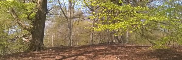 sianrph Profile Banner