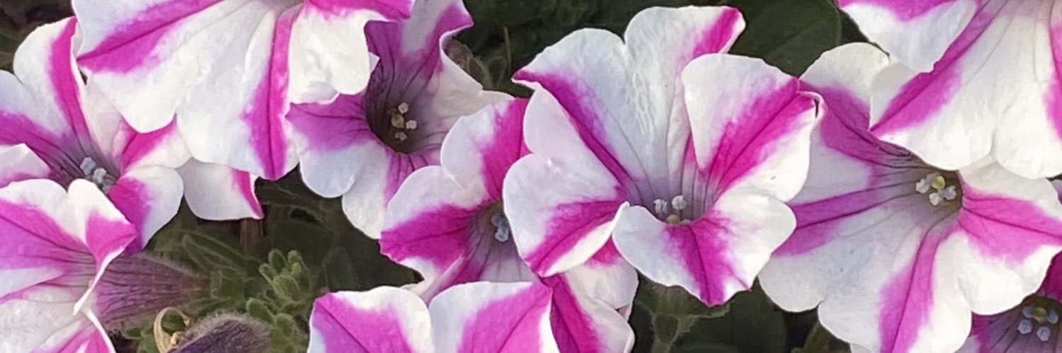 just a casual observer banner