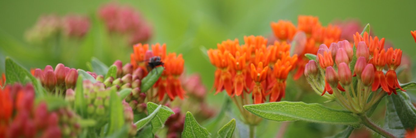 David Maas 🪄 banner