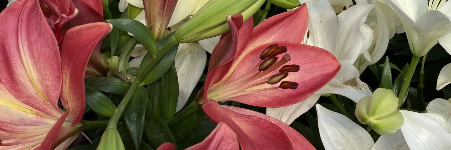 dafnedmr's profile banner image