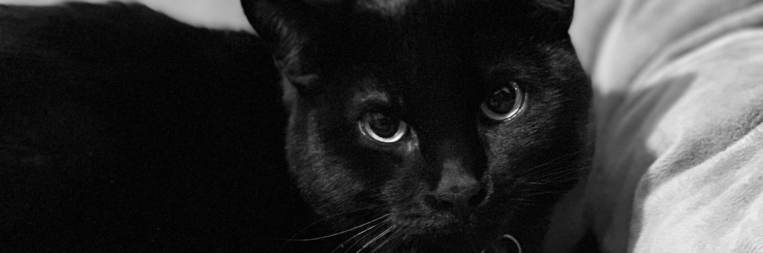 lucycostar's profile banner image