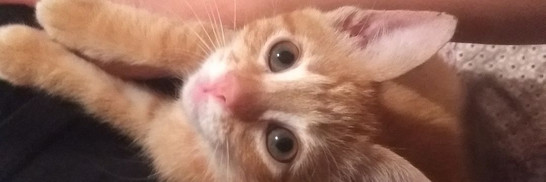 _alune_'s profile banner image