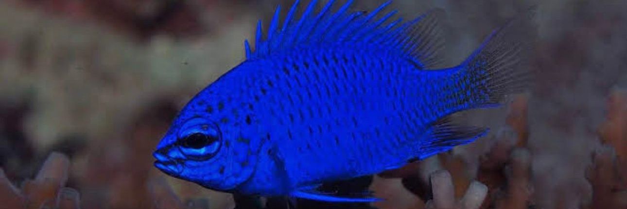 Adam Molinari banner