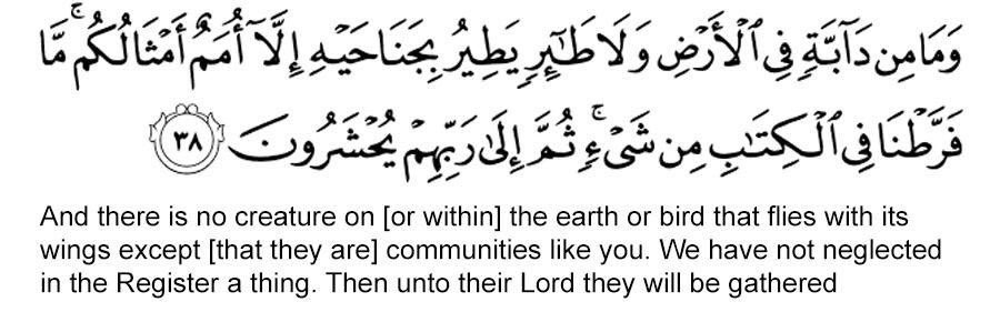 تبنى 🐈 banner