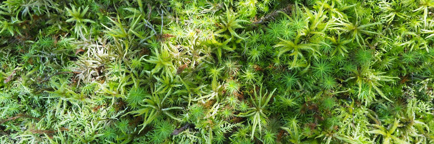 藤井久子｜FUJII HISAKO banner