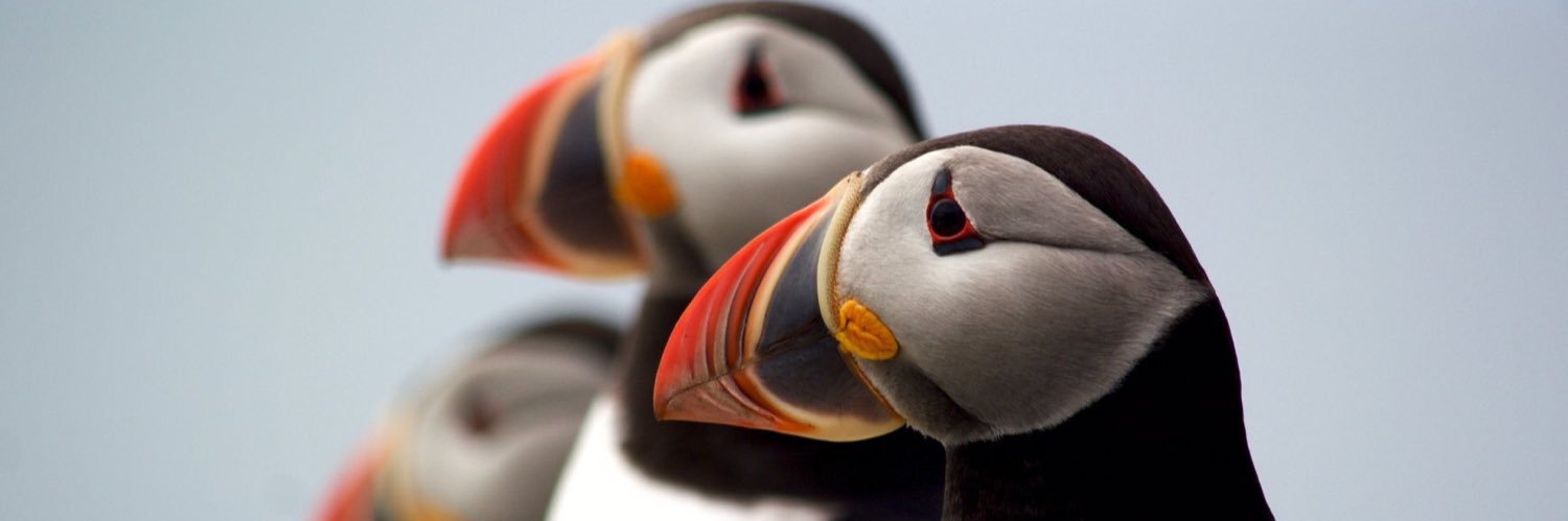 Michelle Allenberg banner