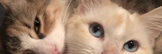 tehebraden's profile banner image