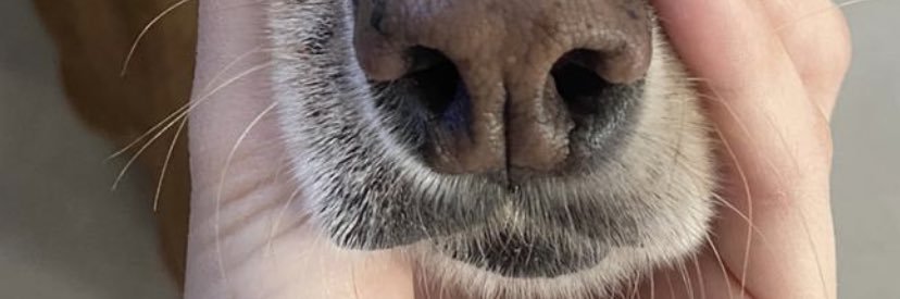 FlorLacunza's profile banner image