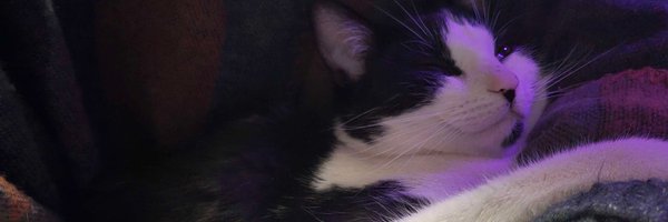 mostlytaylor Profile Banner