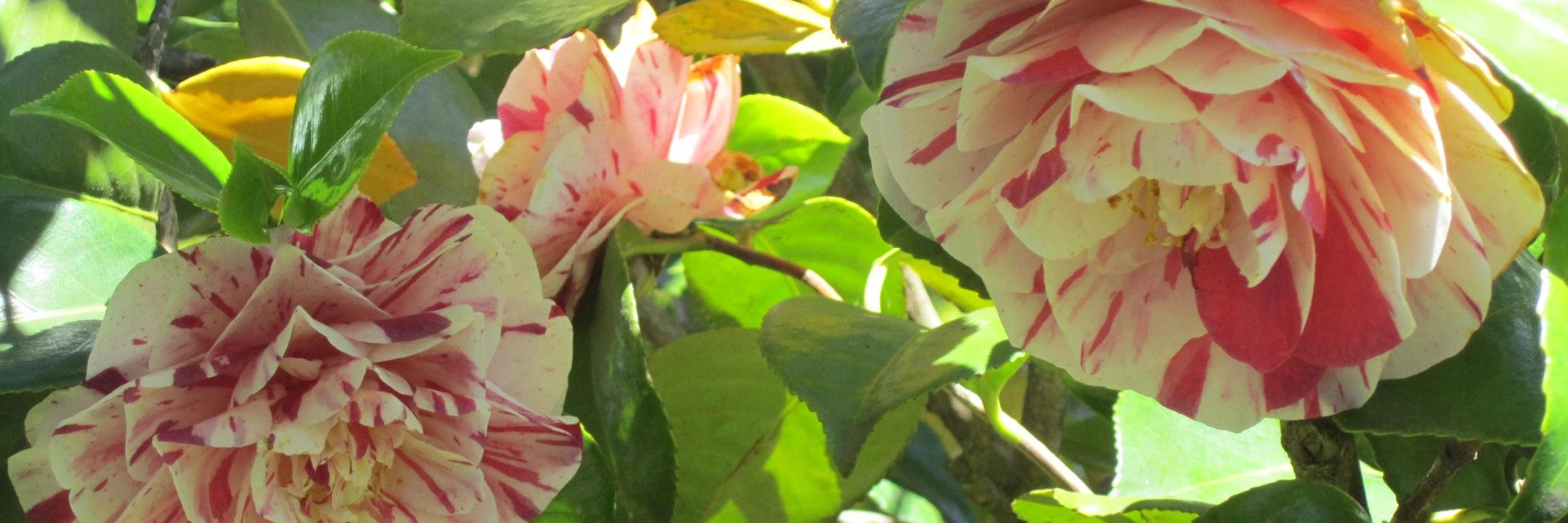 mormenoa's profile banner image