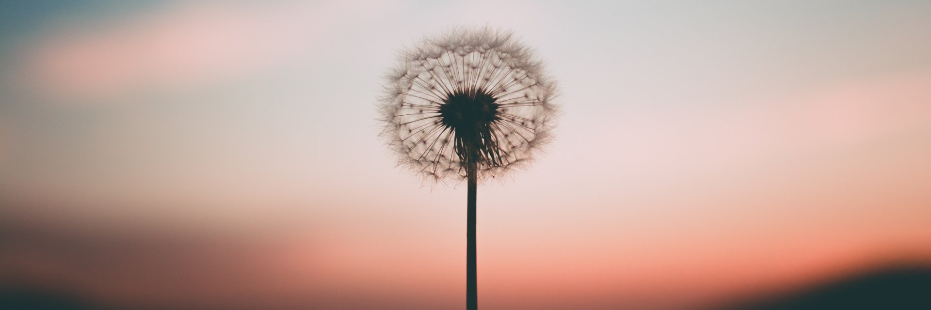 sunfeathero_o's profile banner image