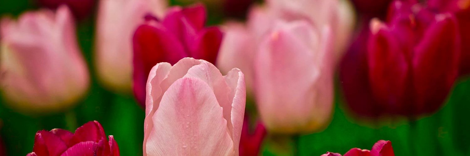 Mmina Maclang-Tamayo banner