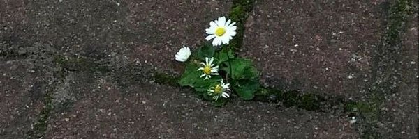 Daniel22251160 Profile Banner