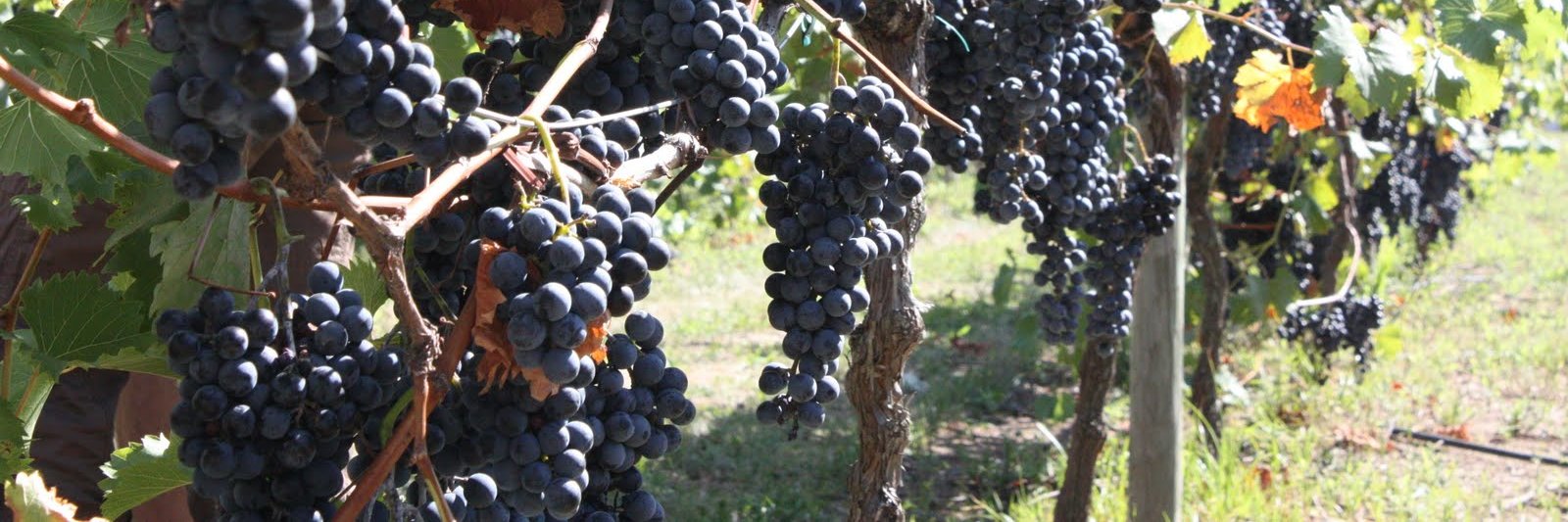 NJWineTours's profile banner image
