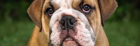 Don Long AKA BULLDOG banner