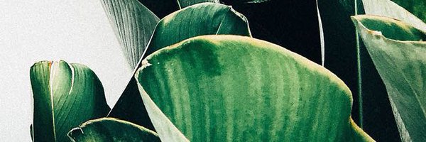 missamandadeann Profile Banner