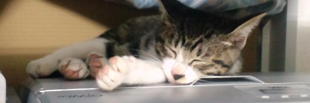 ズコーさん banner