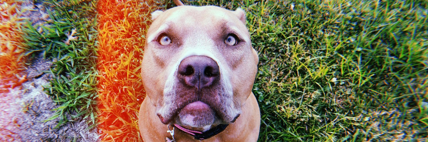 maddy_dobish's profile banner image