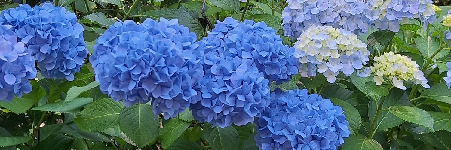 mayuppe65's profile banner image