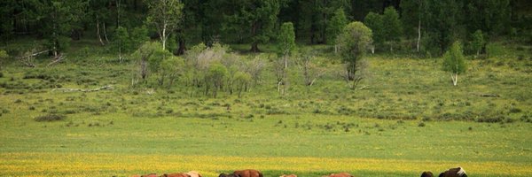 Odkhuu_D Profile Banner