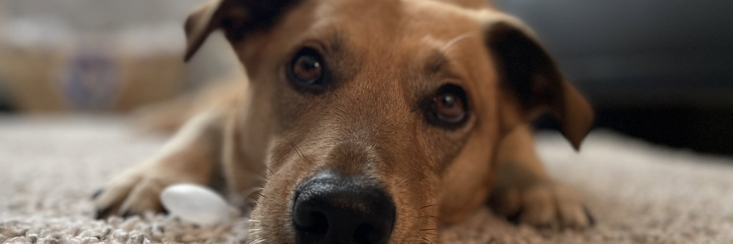 tylrbrooke_d's profile banner image