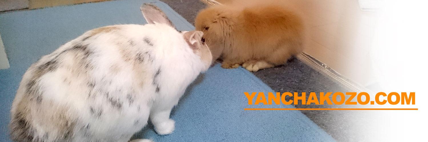 yanchamama's profile banner image
