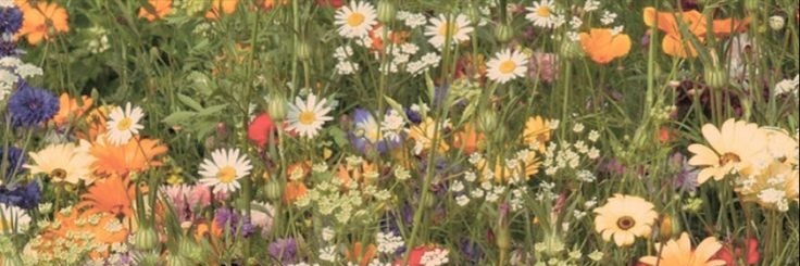 sproutbear's profile banner image